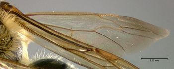 Media type: image;   Entomology 609468 Aspect: hind wing